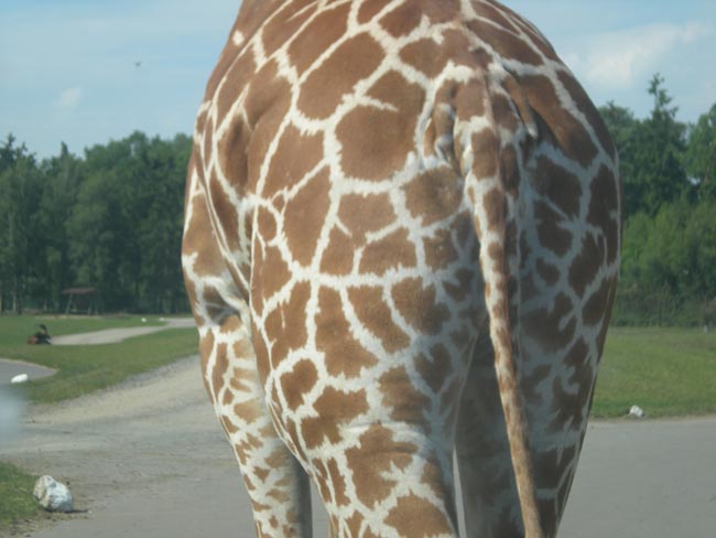 Giraffe-klein